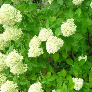 Limelight Hydrangea Shrub Live Plant – 1 Quart Pot – Outdoor Flowering Bush - Image 2