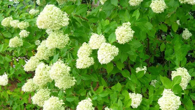 Limelight Hydrangea Shrub Live Plant – 1 Quart Pot – Outdoor Flowering Bush - Image 2