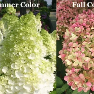 Limelight Hydrangea Shrub Live Plant – 1 Quart Pot – Outdoor Flowering Bush - Image 3