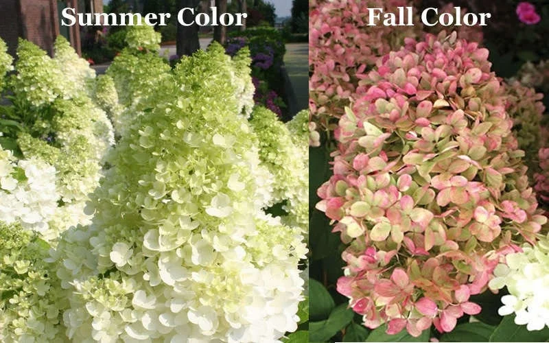 Limelight Hydrangea Shrub Live Plant – 1 Quart Pot – Outdoor Flowering Bush - Image 3