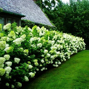 Limelight Hydrangea Shrub Live Plant – 1 Quart Pot – Outdoor Flowering Bush - Image 4