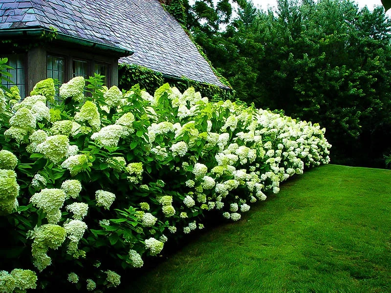 Limelight Hydrangea Shrub Live Plant – 1 Quart Pot – Outdoor Flowering Bush - Image 4