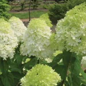 Limelight Hydrangea Shrub Live Plant – 1 Quart Pot – Outdoor Flowering Bush - Image 1