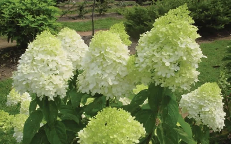 Limelight Hydrangea Shrub Live Plant – 1 Quart Pot – Outdoor Flowering Bush - Image 1