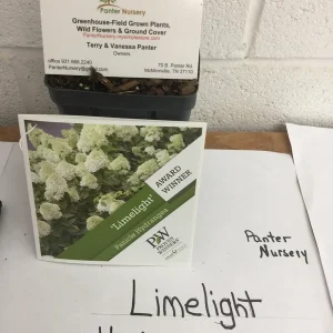 Limelight Hydrangea Shrub Live Plant – 1 Quart Pot – Outdoor Flowering Bush - Image 5