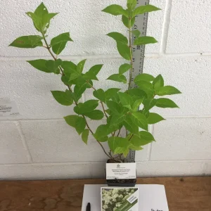 Limelight Hydrangea Shrub Live Plant – 1 Quart Pot – Outdoor Flowering Bush - Image 6