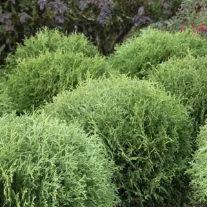 Little Giant Dwarf Arborvitae Live Plant – 1 Gallon Pot – Outdoor Evergreen Shrub - Image 1