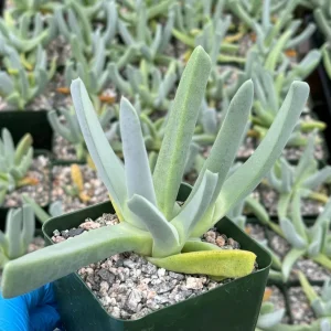 Lobster Claw Succulent Live Plant - Cheiridopsis Candidissima - 4 inch Pot - Image 2