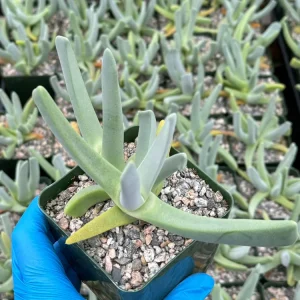 Lobster Claw Succulent Live Plant - Cheiridopsis Candidissima - 4 inch Pot - Image 3