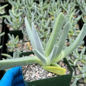 Lobster Claw Succulent Live Plant - Cheiridopsis Candidissima - 4 inch Pot - Image 4