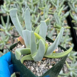 Lobster Claw Succulent Live Plant - Cheiridopsis Candidissima - 4 inch Pot - Image 1