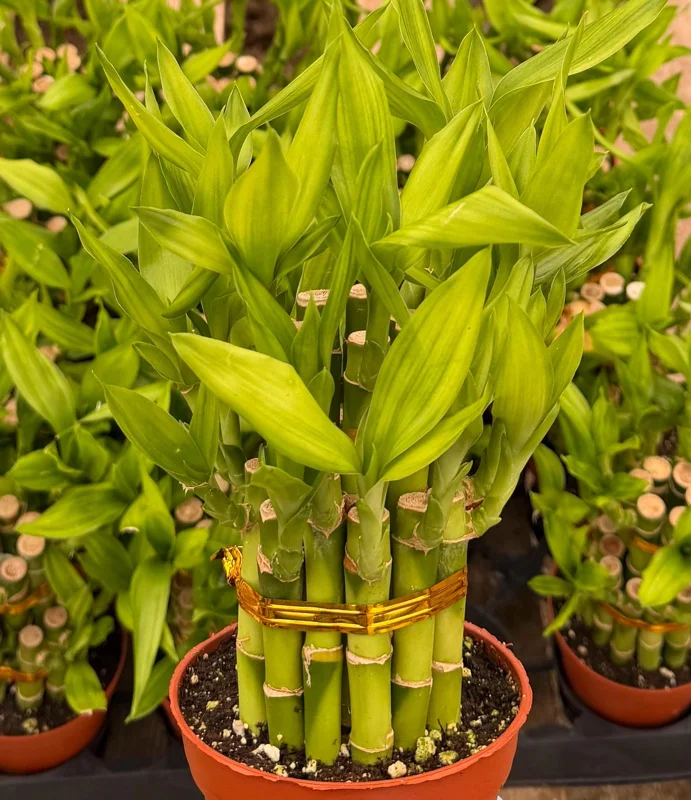 Lucky Bamboo Live Plant - Dracaena Sanderiana in 4 inch Pot - Indoor Houseplant - Image 1