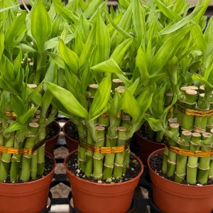 Lucky Bamboo Live Plant - Dracaena Sanderiana in 4 inch Pot - Indoor Houseplant - Image 3