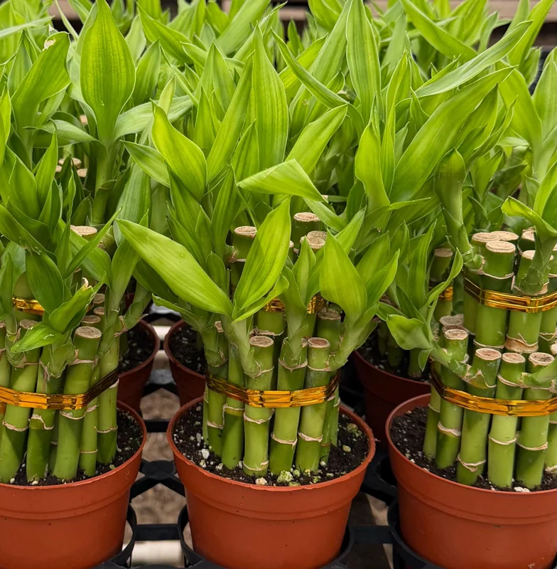 Lucky Bamboo Live Plant - Dracaena Sanderiana in 4 inch Pot - Indoor Houseplant - Image 3