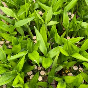 Lucky Bamboo Live Plant - Dracaena Sanderiana in 4 inch Pot - Indoor Houseplant - Image 4