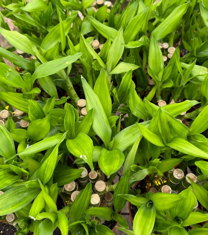 Lucky Bamboo Live Plant - Dracaena Sanderiana in 4 inch Pot - Indoor Houseplant - Image 4