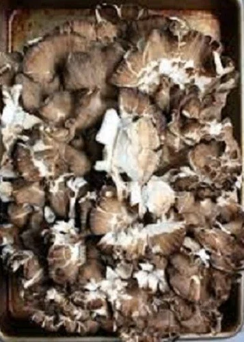 Maitake (Hen of the Woods) Mushroom Spores Mycelium Seed Spawn - Image 1