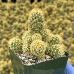 Mammillaria Elongata Ladyfinger Cactus Live Plant - Easy Care Succulent - Image 2