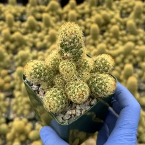 Mammillaria Elongata Ladyfinger Cactus Live Plant - Easy Care Succulent - Image 3