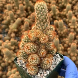 Mammillaria Elongata Ladyfinger Cactus Live Plant - Easy Care Succulent - Image 4