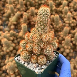 Mammillaria Elongata Ladyfinger Cactus Live Plant - Easy Care Succulent - Image 5