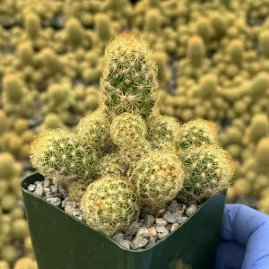 Mammillaria Elongata Ladyfinger Cactus Live Plant - Easy Care Succulent - Image 1