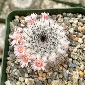 Mammillaria Ritteriana Live Cactus Plant 4 inch pot - Snowball Cactus - Image 2