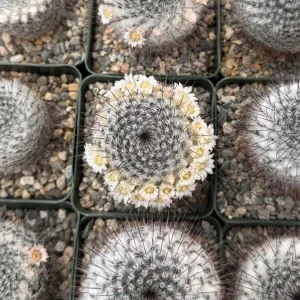 Mammillaria Ritteriana Live Cactus Plant 4 inch pot - Snowball Cactus - Image 3