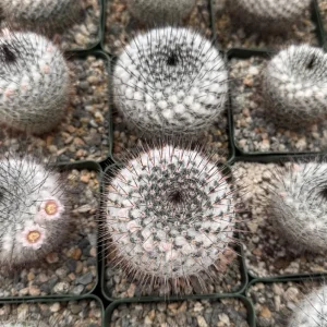 Mammillaria Ritteriana Live Cactus Plant 4 inch pot - Snowball Cactus - Image 5