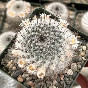 Mammillaria Ritteriana Live Cactus Plant 4 inch pot - Snowball Cactus - Image 1