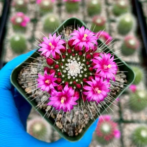 Mammillaria Spinosissima Cactus Live Plant - Blooming Succulent in 4 Inch Pot - Image 2