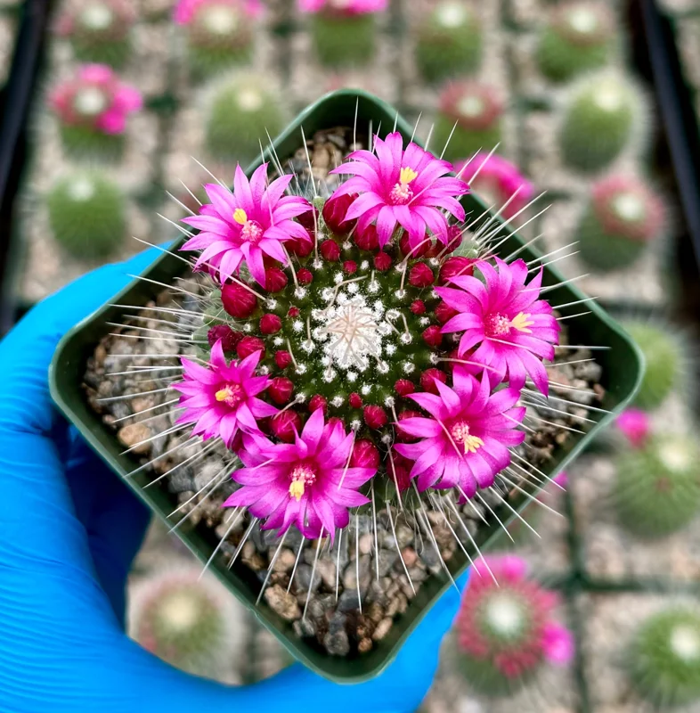 Mammillaria Spinosissima Cactus Live Plant - Blooming Succulent in 4 Inch Pot - Image 2