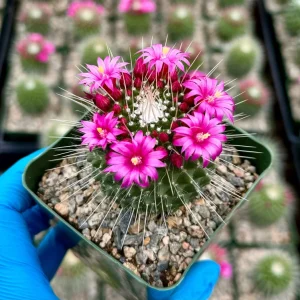 Mammillaria Spinosissima Cactus Live Plant - Blooming Succulent in 4 Inch Pot - Image 3
