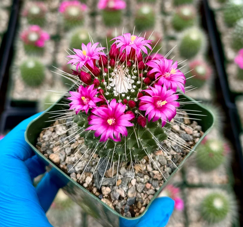 Mammillaria Spinosissima Cactus Live Plant - Blooming Succulent in 4 Inch Pot - Image 3