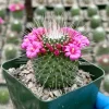 Mammillaria Spinosissima Cactus Live Plant - Blooming Succulent in 4 Inch Pot - Image 1
