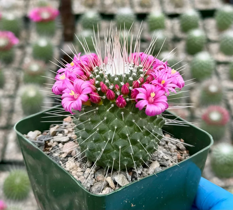 Mammillaria Spinosissima Cactus Live Plant - Blooming Succulent in 4 Inch Pot - Image 1