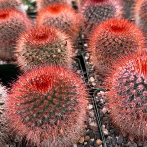 Mammillaria Spinosissima Live Plant – Red Head Irishman Cactus – 4 inch Pot – Indoor/Outdoor Succulent - Image 2