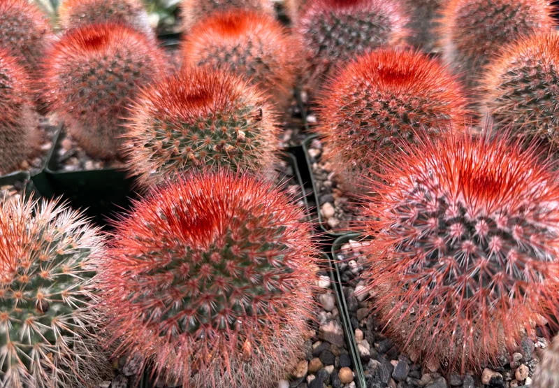 Mammillaria Spinosissima Live Plant – Red Head Irishman Cactus – 4 inch Pot – Indoor/Outdoor Succulent - Image 2