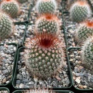 Mammillaria Spinosissima Live Plant – Red Head Irishman Cactus – 4 inch Pot – Indoor/Outdoor Succulent - Image 3