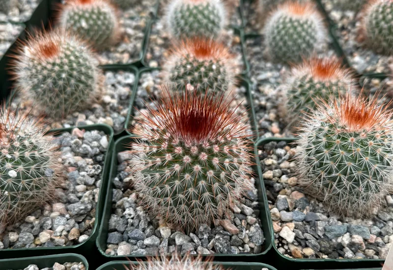 Mammillaria Spinosissima Live Plant – Red Head Irishman Cactus – 4 inch Pot – Indoor/Outdoor Succulent - Image 3