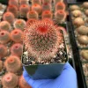 Mammillaria Spinosissima Live Plant – Red Head Irishman Cactus – 4 inch Pot – Indoor/Outdoor Succulent - Image 1