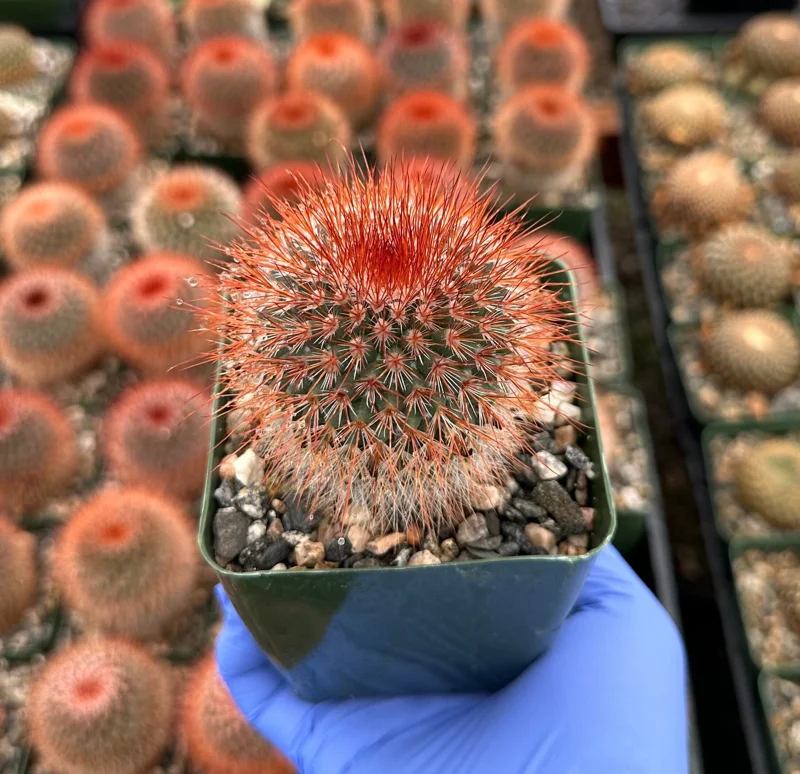Mammillaria Spinosissima Live Plant – Red Head Irishman Cactus – 4 inch Pot – Indoor/Outdoor Succulent - Image 1
