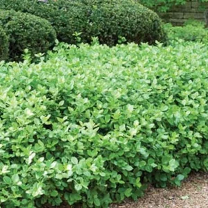 Manhattan Euonymus Live Shrub – Evergreen with Pinkish Fruit – 2.5 inch Pot - Image 2
