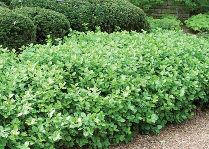 Manhattan Euonymus Live Shrub – Evergreen with Pinkish Fruit – 2.5 inch Pot - Image 2