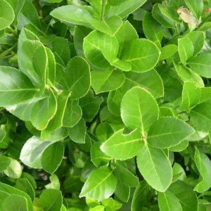 Manhattan Euonymus Live Shrub – Evergreen with Pinkish Fruit – 2.5 inch Pot - Image 3