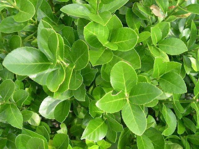 Manhattan Euonymus Live Shrub – Evergreen with Pinkish Fruit – 2.5 inch Pot - Image 3