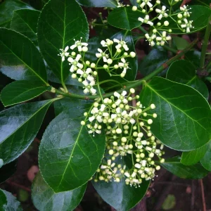 Manhattan Euonymus Live Shrub – Evergreen with Pinkish Fruit – 2.5 inch Pot - Image 4