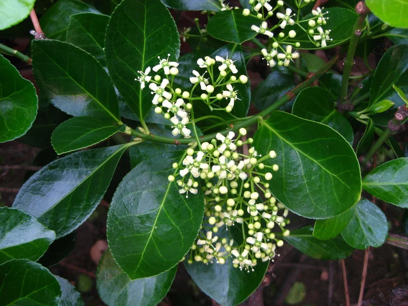 Manhattan Euonymus Live Shrub – Evergreen with Pinkish Fruit – 2.5 inch Pot - Image 4