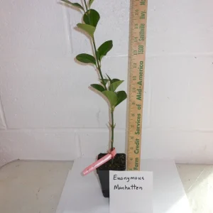 Manhattan Euonymus Live Shrub – Evergreen with Pinkish Fruit – 2.5 inch Pot - Image 5