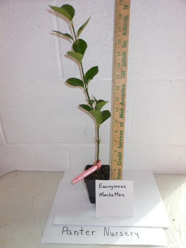 Manhattan Euonymus Live Shrub – Evergreen with Pinkish Fruit – 2.5 inch Pot - Image 5